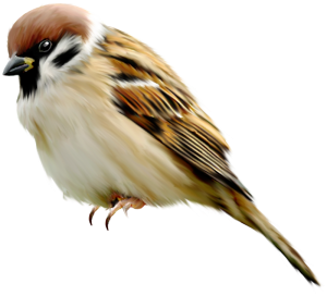 Sparrow PNG-20141